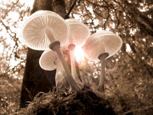 forest fungus landscape moss